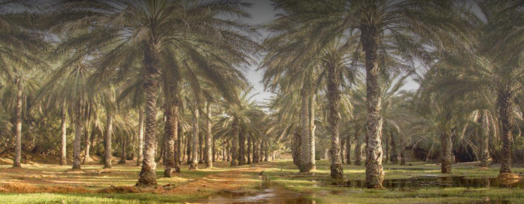 الشركة الأهلية الجهوية الأقصى المبارك لخدمات سيارات الأجرة لواج بتوزر